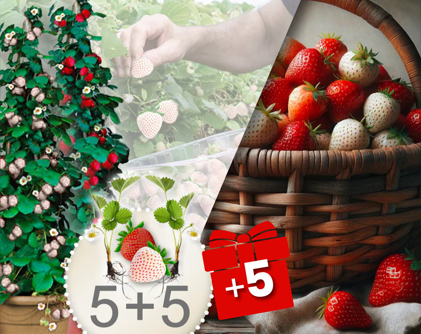 Fragole rampicanti rosse e bianche 10 Pz + 5 in omaggio
