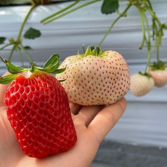 Fragole rampicanti rosse 5 Pz