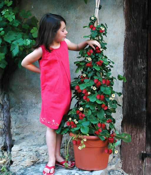 Fragole rampicanti rosse 10 Pz