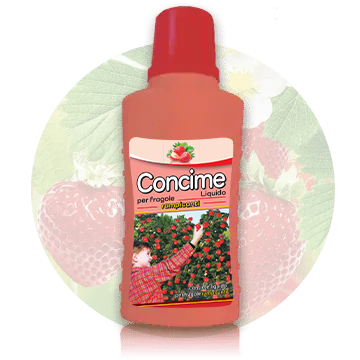 Concime liquido per fragole rampicanti