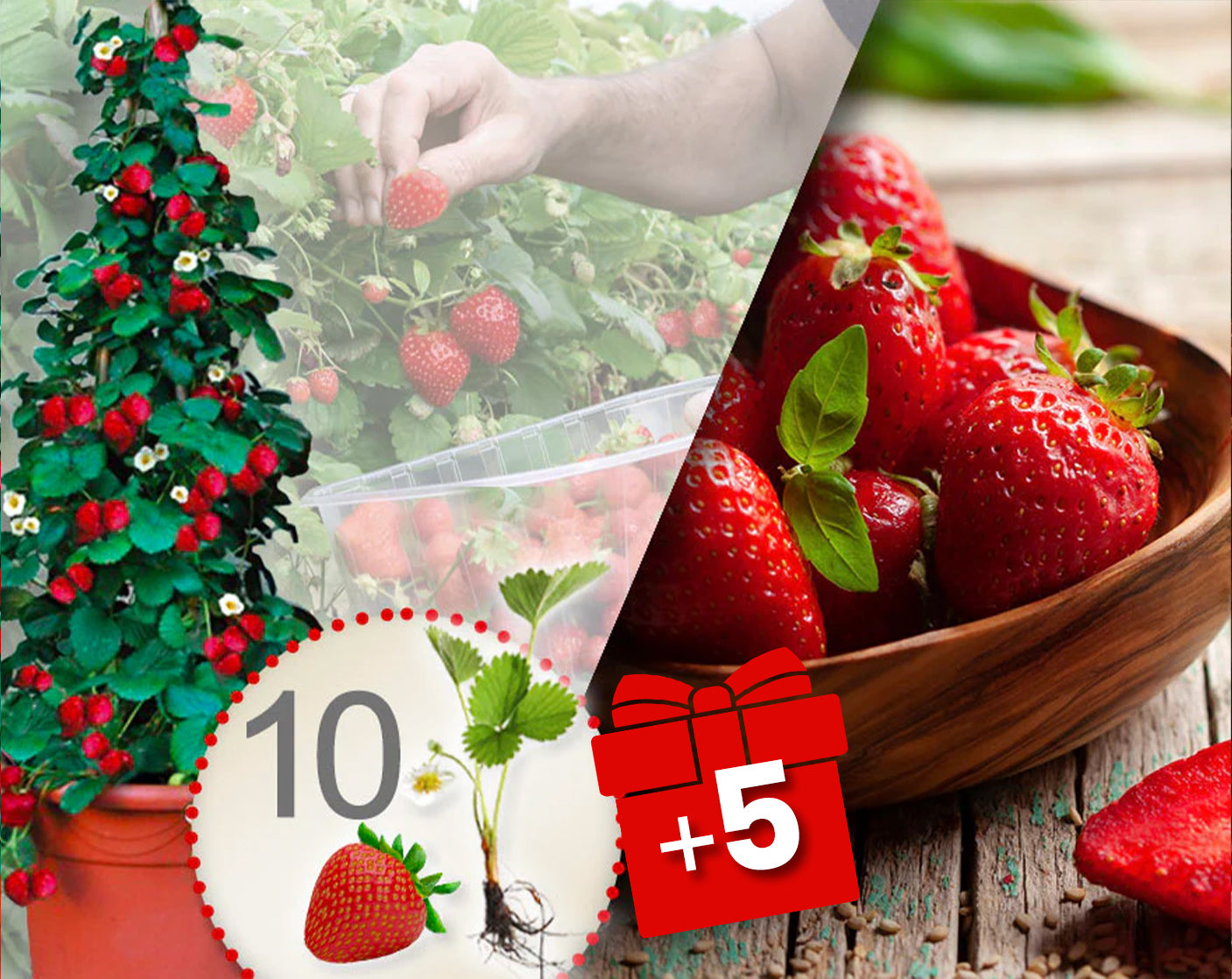 Fragole rampicanti rosse 10 Pz + 5 in omaggio
