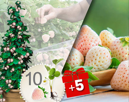 Fragole rampicanti bianche 10 Pz + 5 in omaggio
